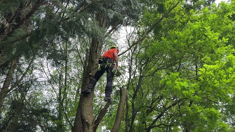 Reliable Millers Falls, MA  Tree Services Solutions